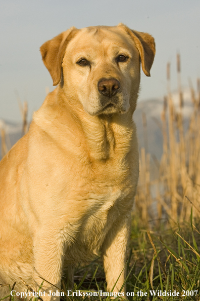 Yellow Labrador Retriever