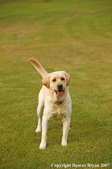 Yellow Labrador Retriever