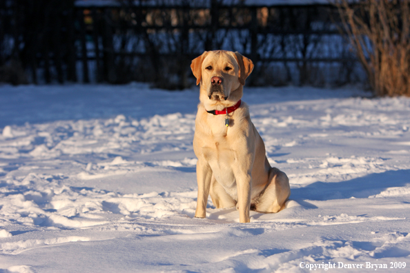 Yellow labrador retriever