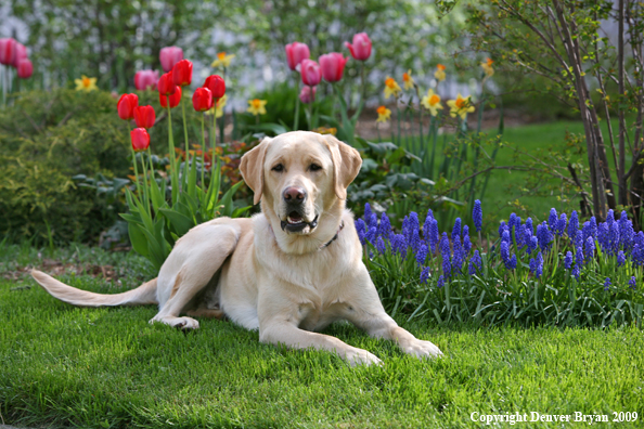 Yellow Labrador Retriever by flowers