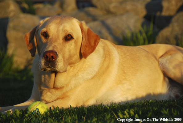 Yellow Labrador Retriever