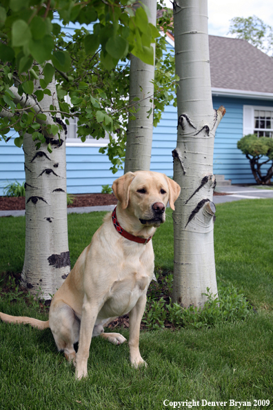 Yellow Labrador Retriever in yard