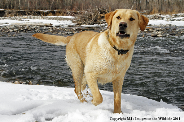 Yellow Labrador Retriever 