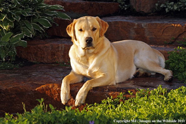 Yellow Labrador Retriever.