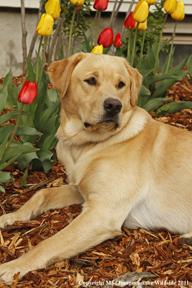 Yellow Labrador Retriever.