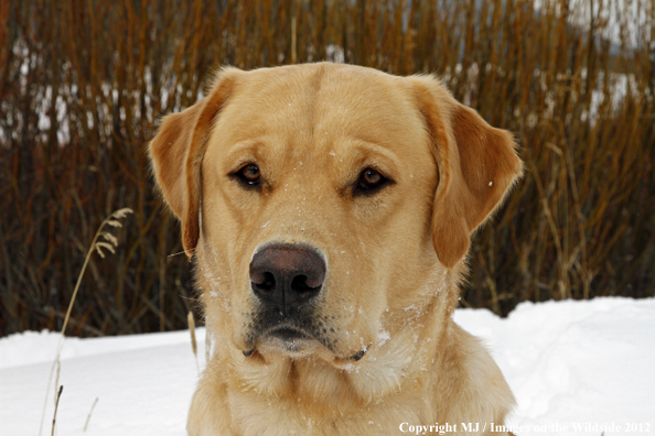 Yellow Labrador Retriever in winter. 