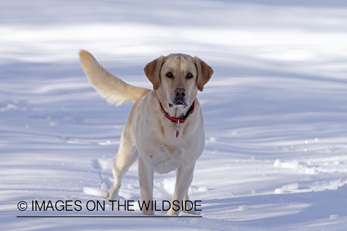 Yellow Labrador Retriever playing in snow.