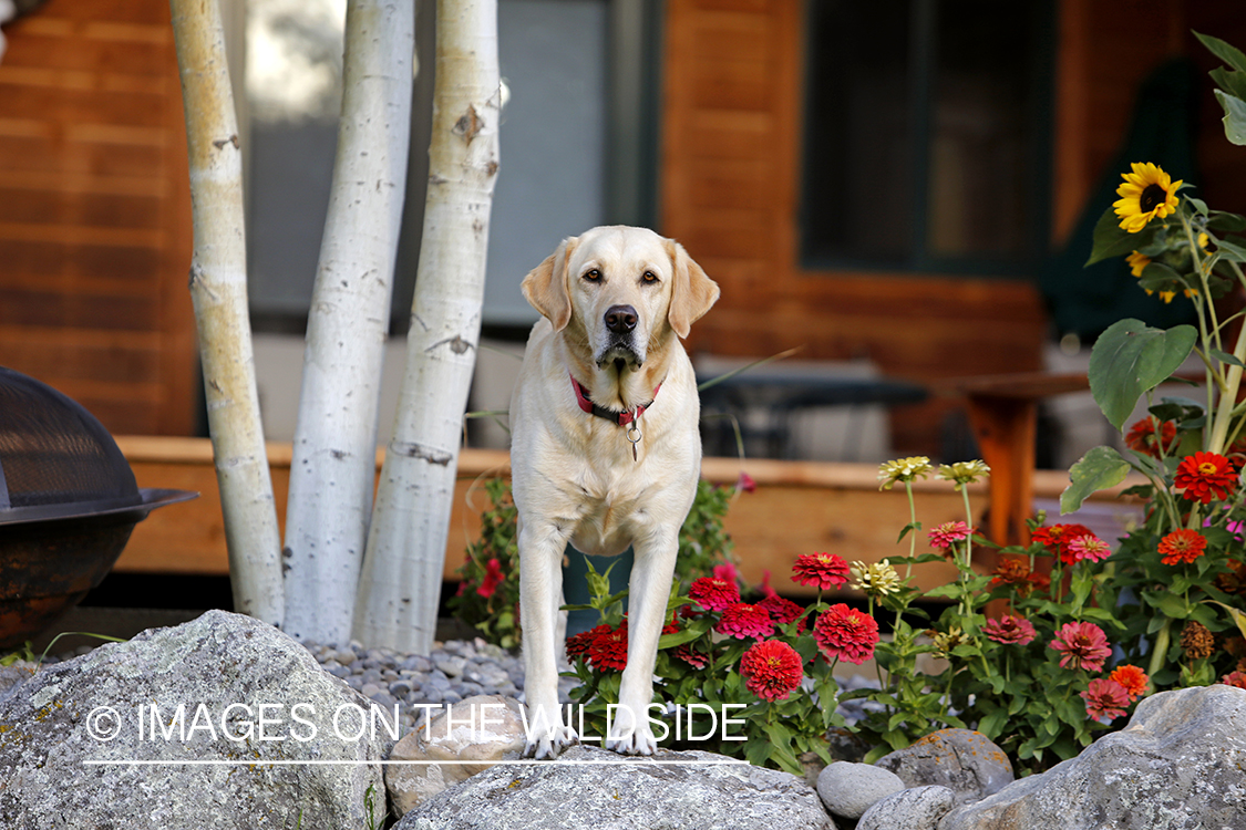Yellow Labrador Retriever