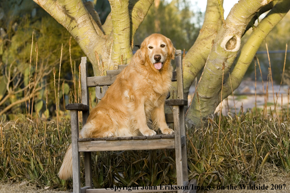 Golden Retriever 