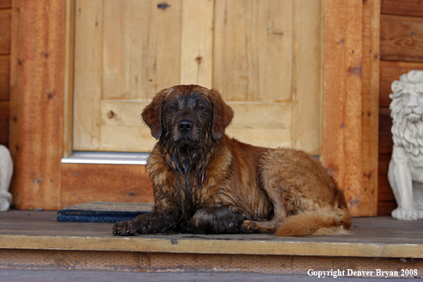 Dirty Golden Retriever