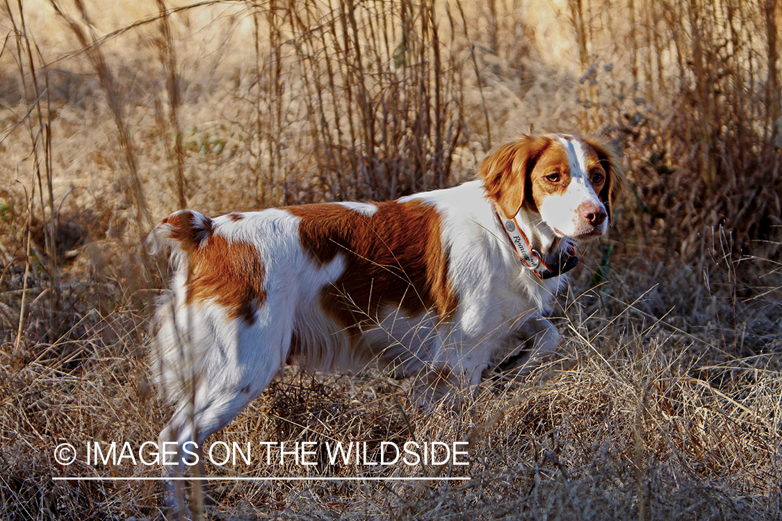 Brittany Spaniel in field.