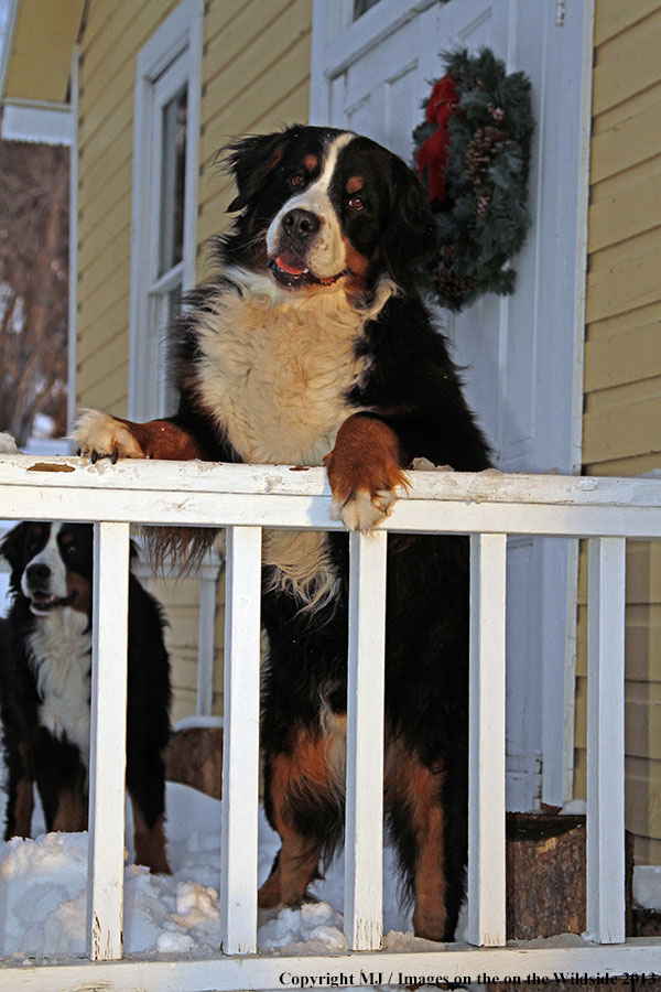 Bernese Mountain Dog.