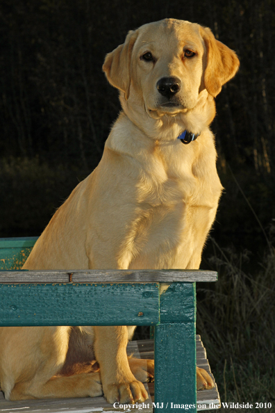 Yellow Labrador Retriever Puppy