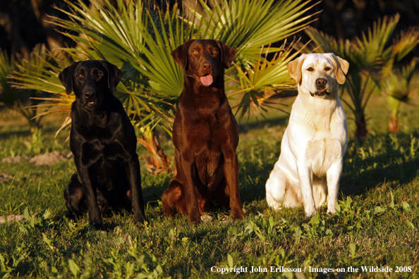 Labrador Retrievers in field