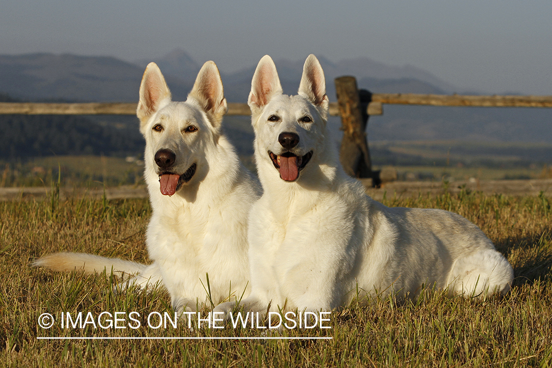White German Shepherds