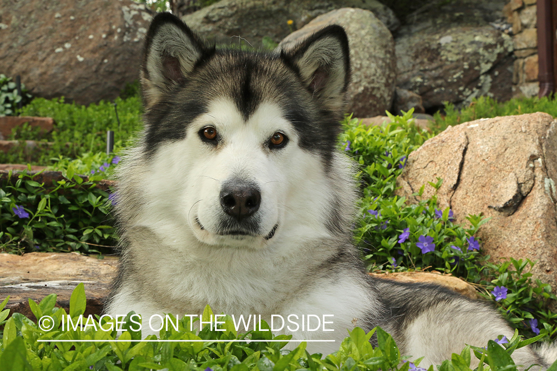 Alaskan Malamute by flower bed.