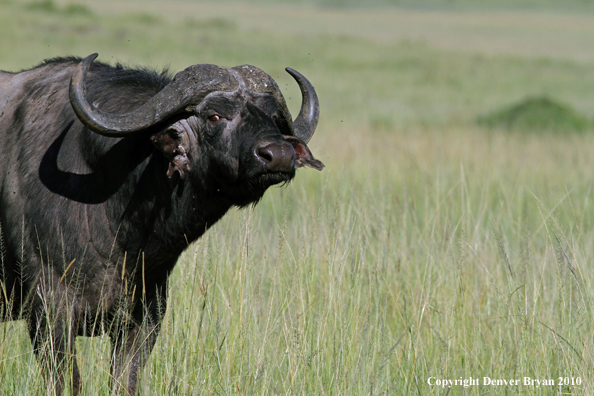 Cape buffalo bull.