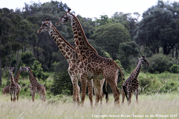 Masai Giraffe Herd