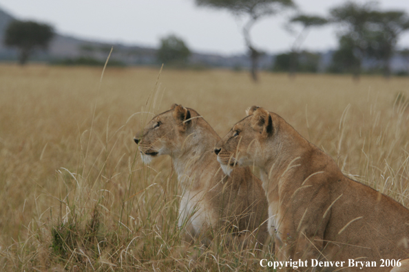 African lionesses sitting