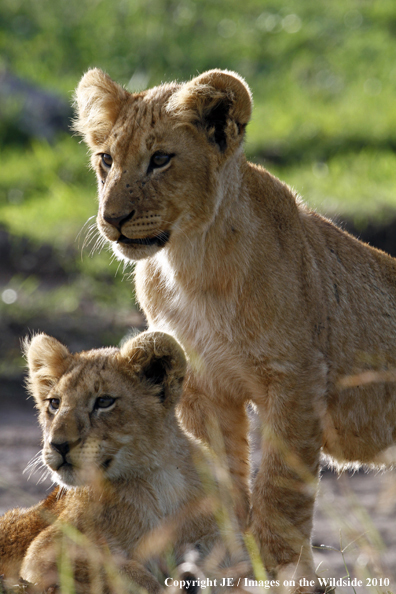 African Lion Cubs 