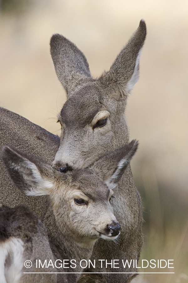 Mule deer in habitat.