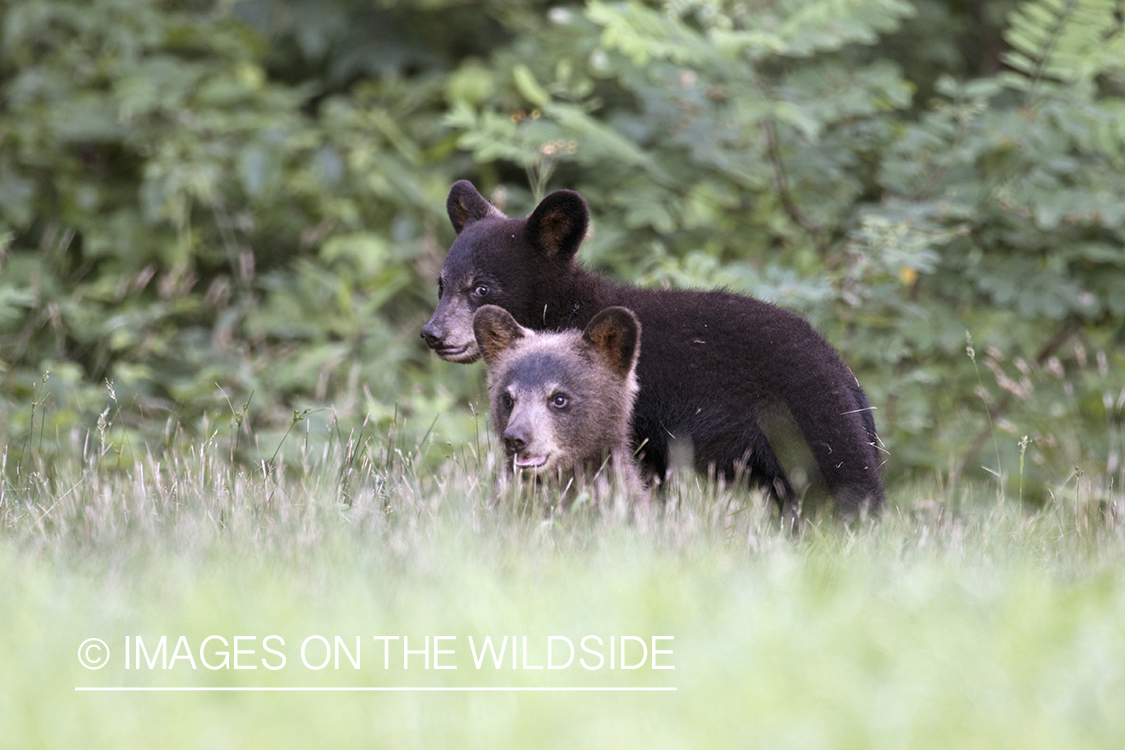 Black Bear cubs in habitat.