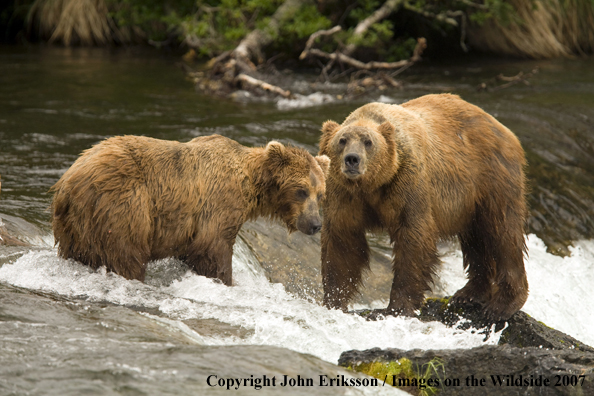 Brown bears 