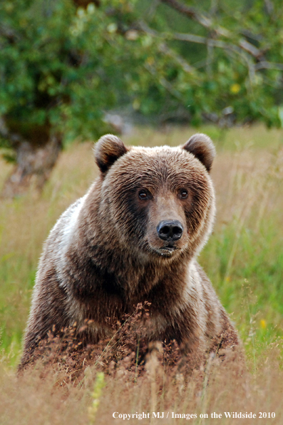 Brown Bear in habitat