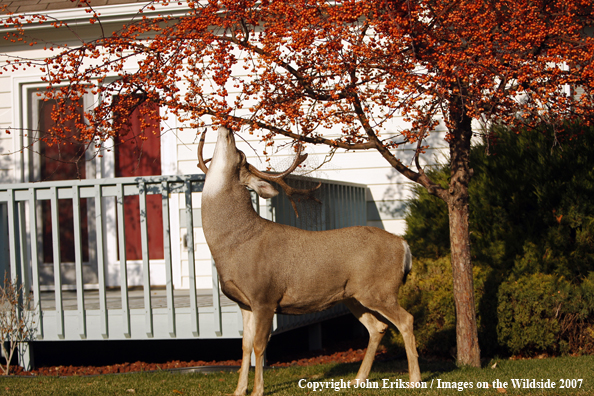 Mule deer in urban setting