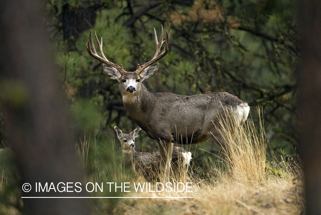 Mule deer with young deer