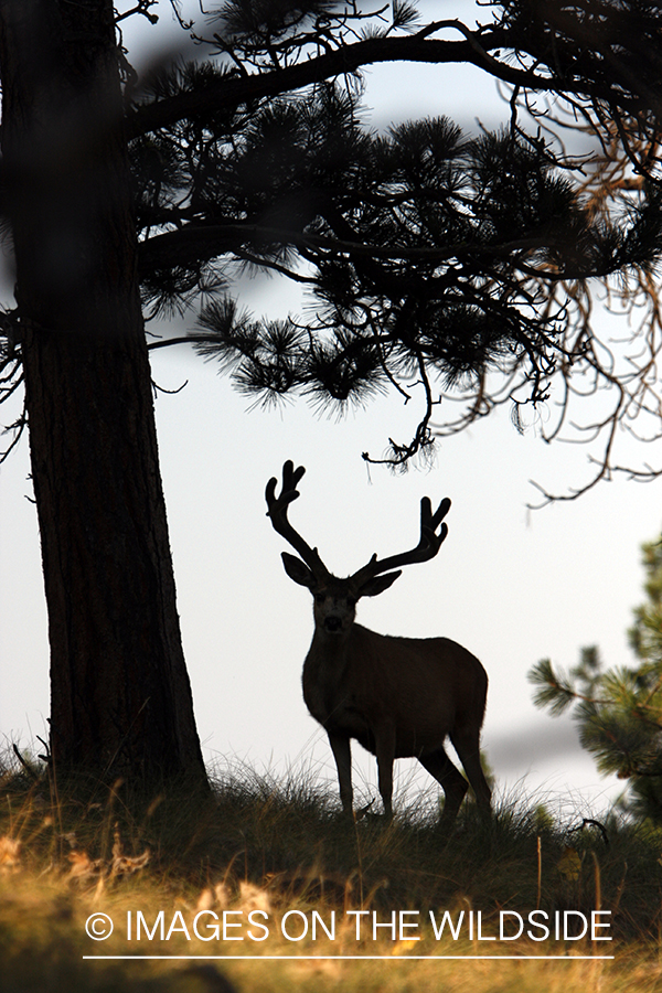 Mule Deer in Habitat