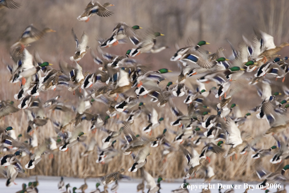 Flock of mallards in flight.