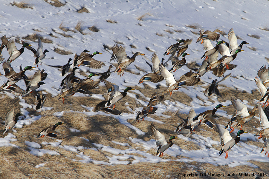 Mallards taking flight.