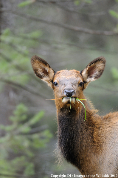 Rocky Mountain Elk