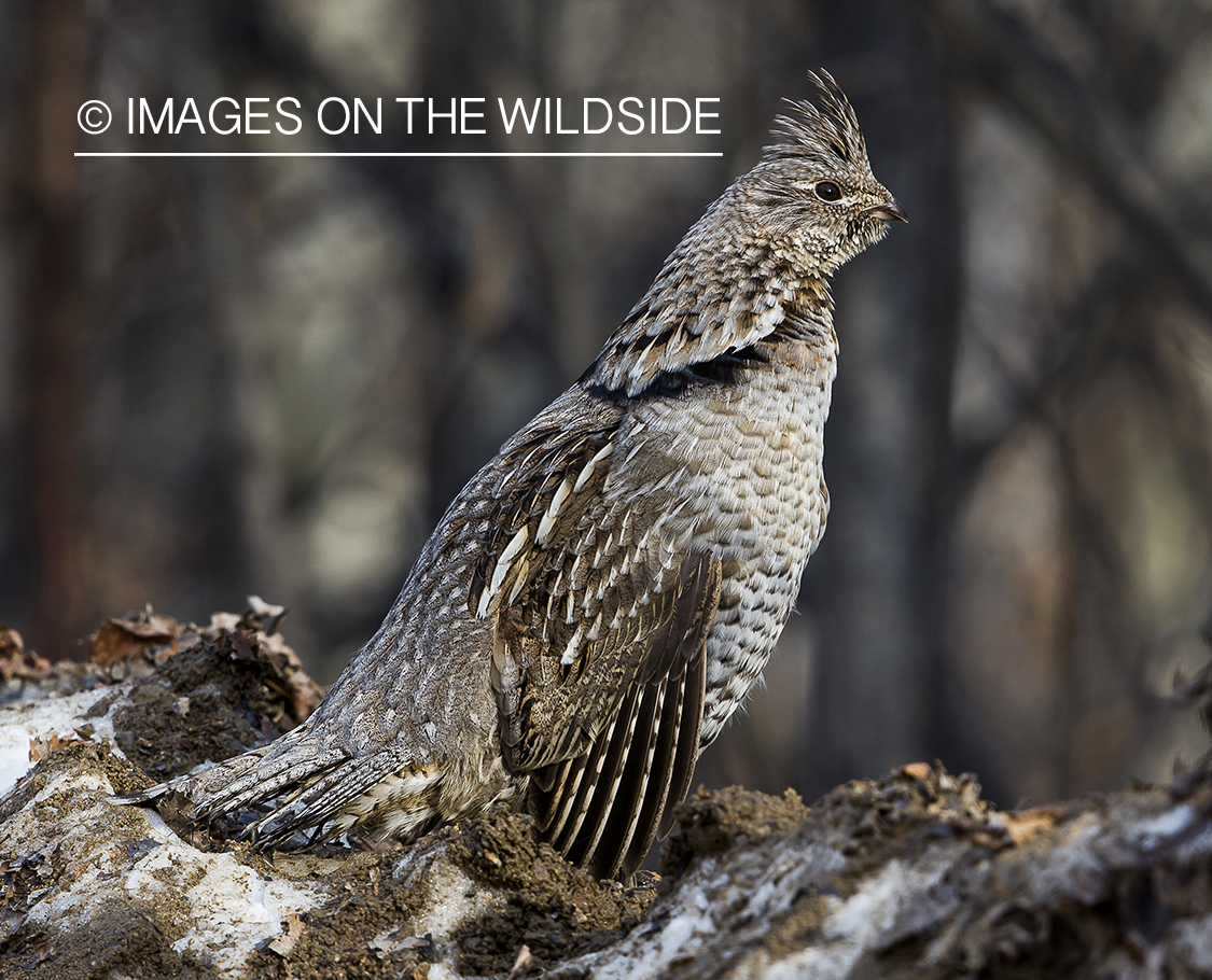 Ruffed Grouse in habitat.