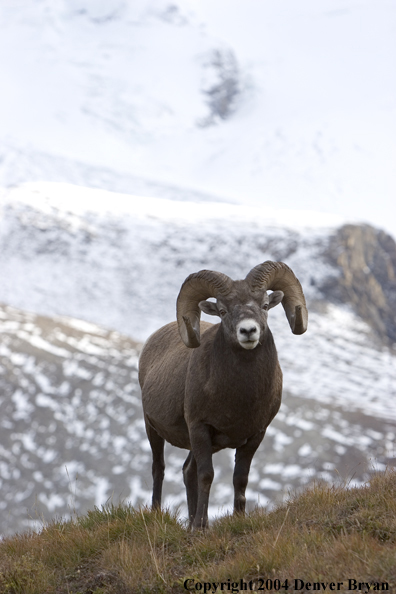 Rocky Mountain bighorn sheep (ram).