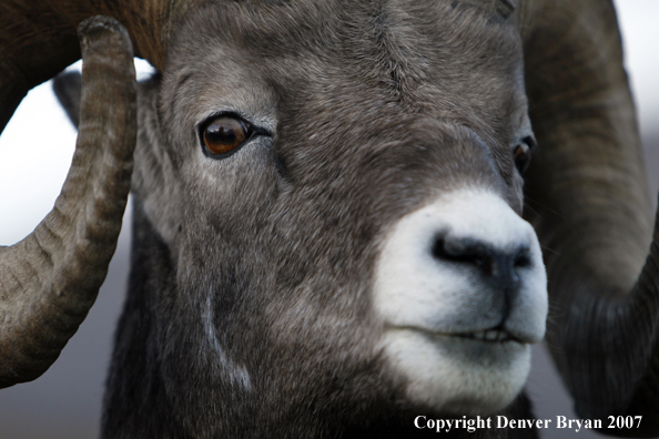 Close-up of a Rocky Mountain Bighorn sheep