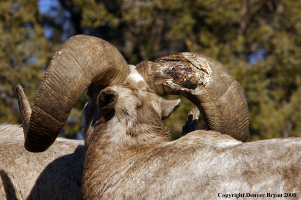 Rocky Mountain Big Horn Sheep