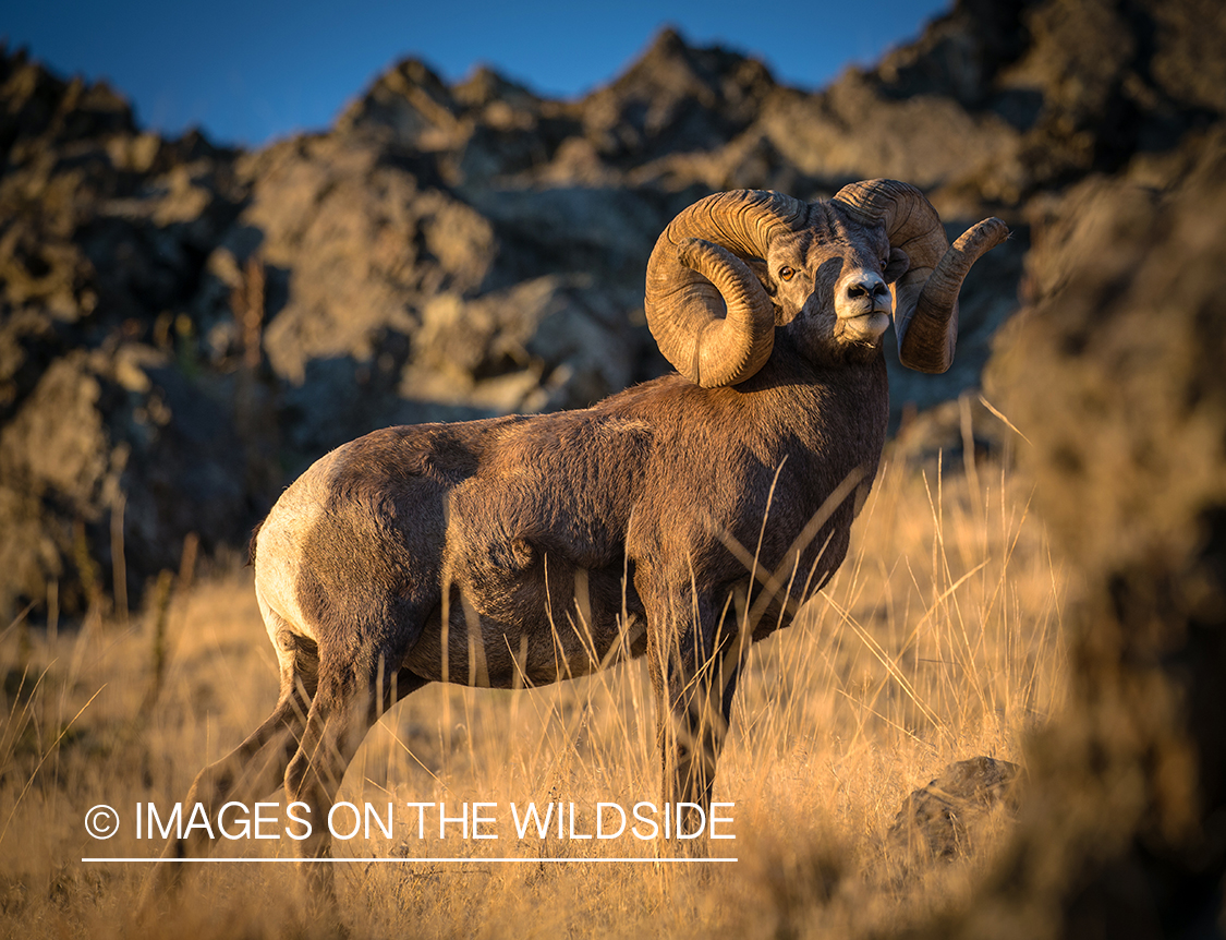 Bighorn sheep ram in field.