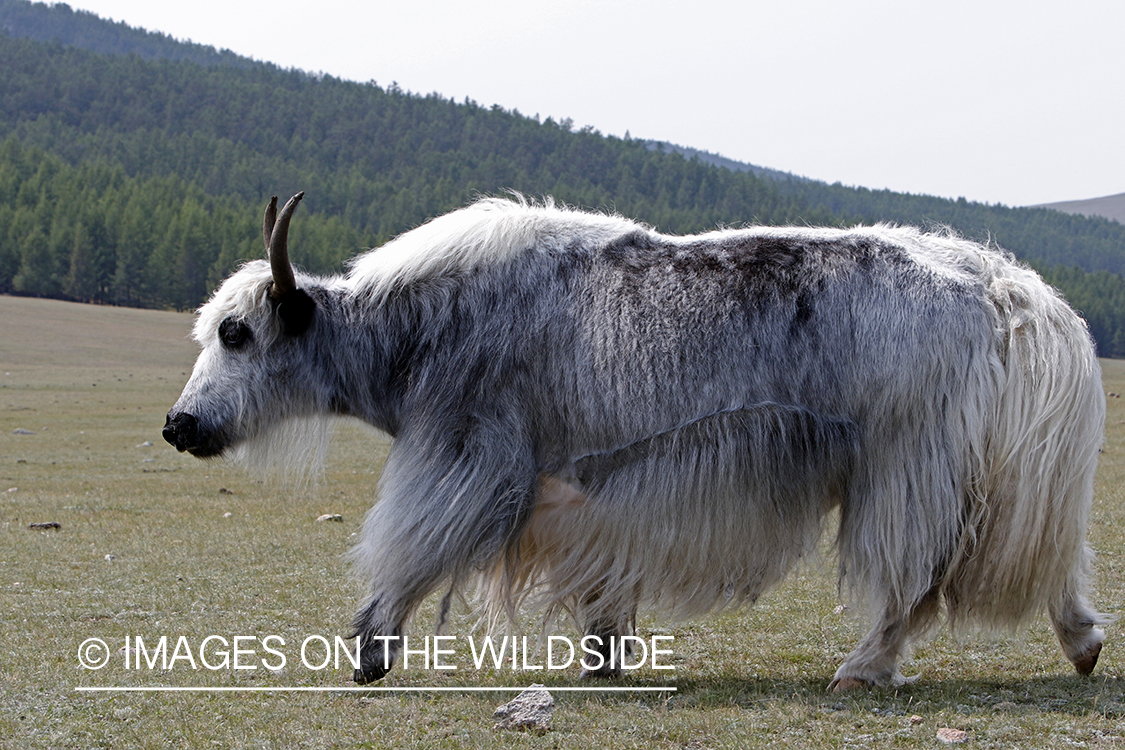 Yak on Mongolian steppe.