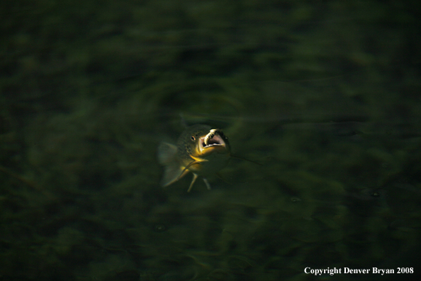 Brown Trout underwater