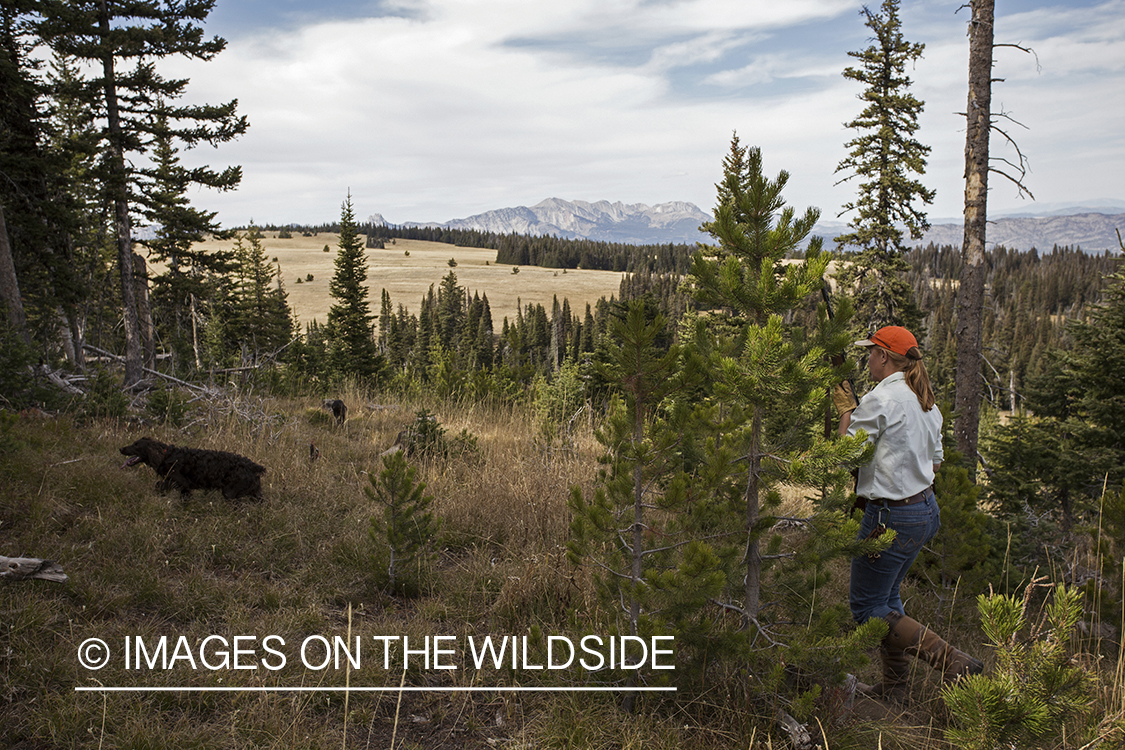 Upland game bird hunter in field hunting Dusky (mountain) grouse.