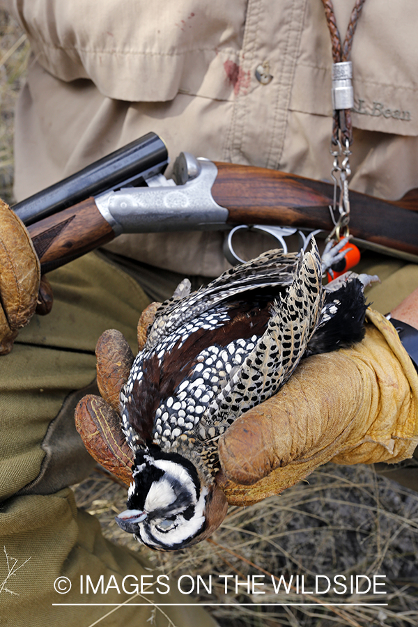 Hunter holding Mearns quail.