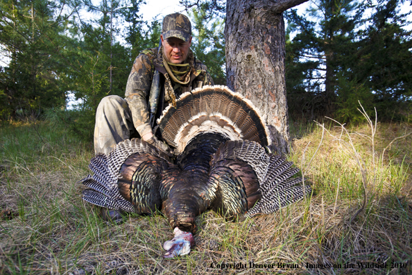 Hunter with bagged (Merriam's) turkey