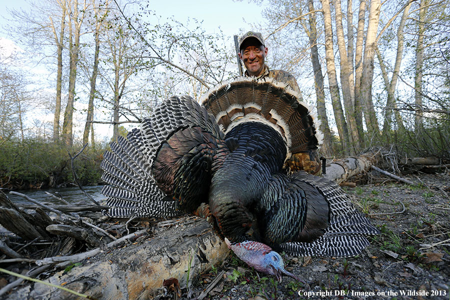 Turkey hunter with bagged turkey.