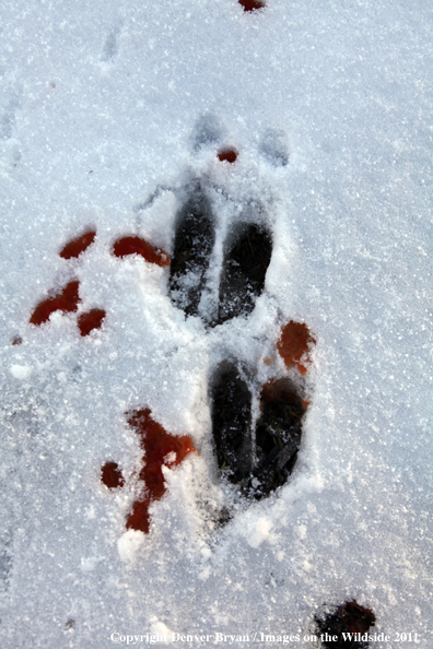 Deer tracks with blood trail