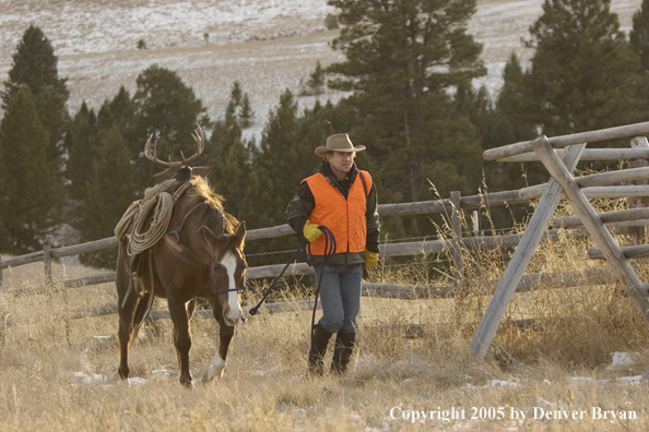 Deer hunter packing out bagged white-tailed buck.