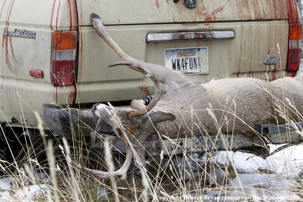 Bagged white-tailed buck. 
