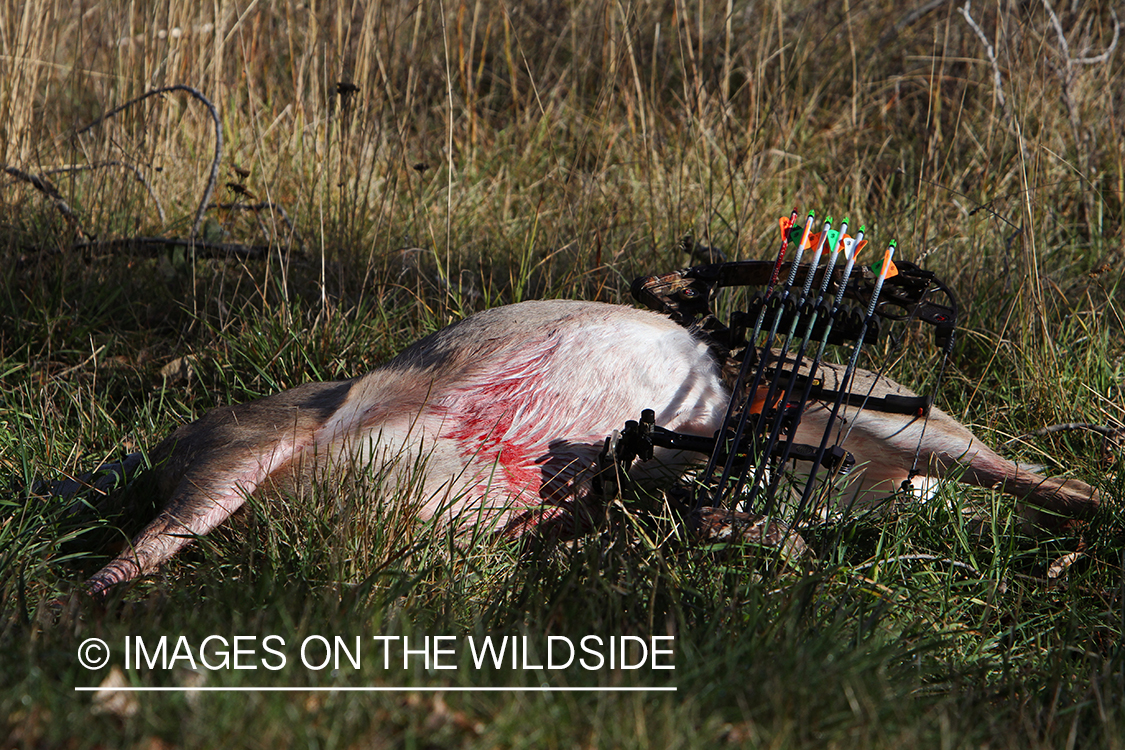 Bagged white-tailed deer with bow and arrows if field. 