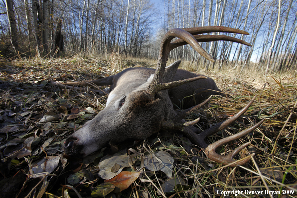 Hunter-killed whitetail buck.